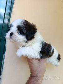 Cuccioli di schizu mini