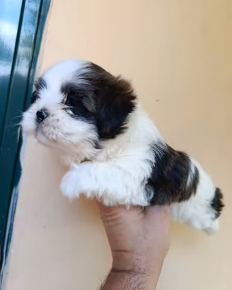 Cuccioli di schizu mini