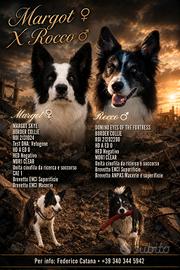 Border collie cuccioli