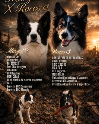 Border collie cuccioli