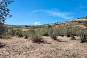 Uliveto - Terreno edificabile