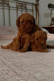 Cuccioli barboncino toy