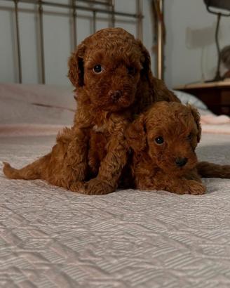 Cuccioli barboncino toy