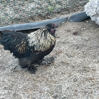 Gallo