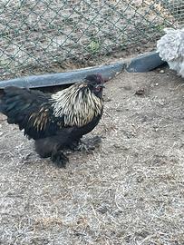 Gallo