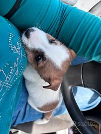 Cucciola jack russel con pedigree enci