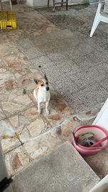 R.e.g.a.l.o. Cucciolo meticcio
