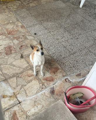 R.e.g.a.l.o. Cucciolo meticcio