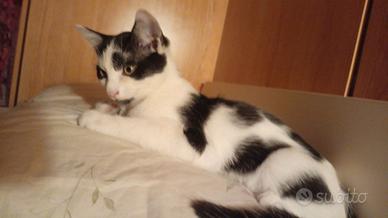 Gattino maschio 3 mesi