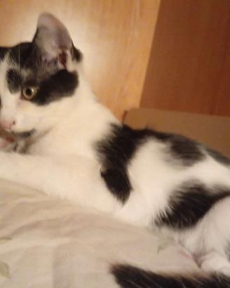 Gattino maschio 3 mesi