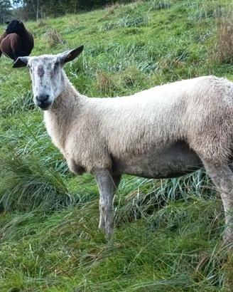 Pecora Bluefaced leicester