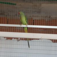 Parrocchetto dal collare