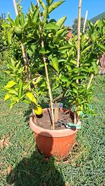 albero di limoni