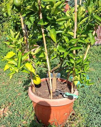 albero di limoni