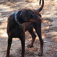 Dobermann