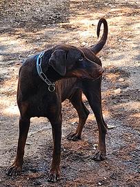 Dobermann