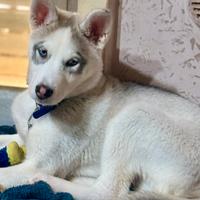 Cucciolo Husky siberiano