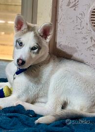 Cucciolo Husky siberiano