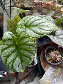 PIANTA Alocasia baginda silver dragon scale