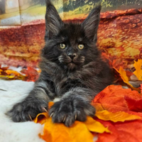 Maine Coon Black Smoke LINEA ESCLUSIVA