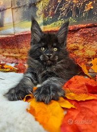 Maine Coon Black Smoke LINEA ESCLUSIVA