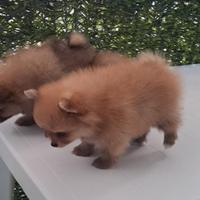 Cuccioli di spitz pomerania taglia mini toy