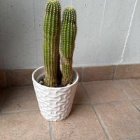 Pianta Cactus