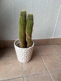 Pianta Cactus