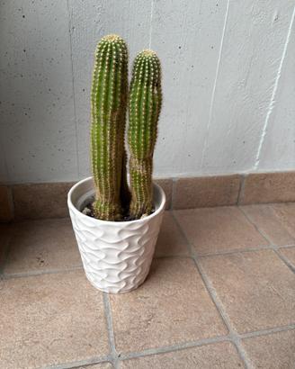 Pianta Cactus