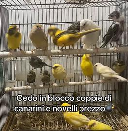 15 canarini coppie e novelli
