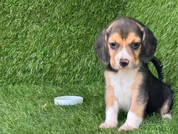 Beagle