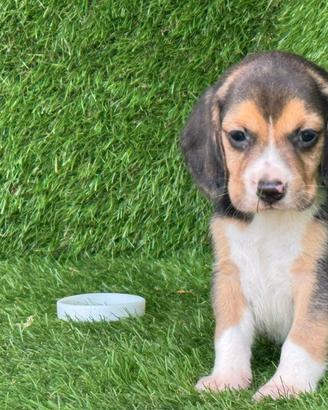 Beagle