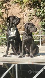 Cuccioli di cane corso: prenotazioni aperte