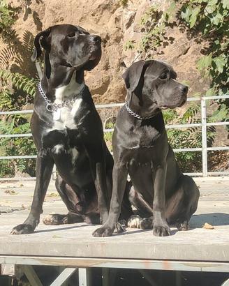 Cuccioli di cane corso: prenotazioni aperte