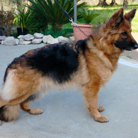 Pastore tedesco a pelo lungo