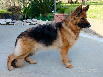 Pastore tedesco a pelo lungo