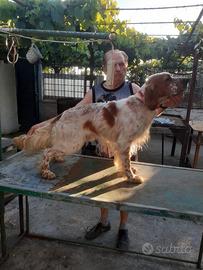 Setter inglese di Pino FIORE