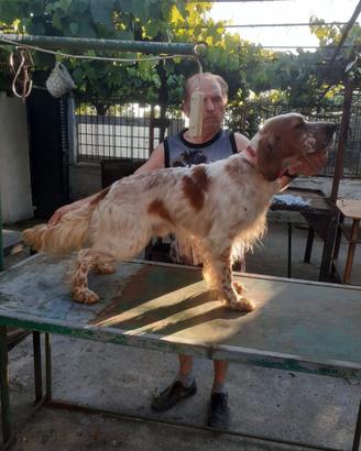 Setter inglese di Pino FIORE