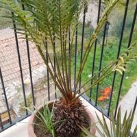 cycas cicas pianta grassa alta circa 150 cm