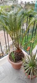 cycas cicas pianta grassa alta circa 150 cm