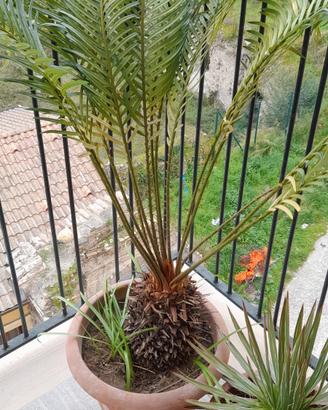 cycas cicas pianta grassa alta circa 150 cm