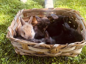 Conigli nani testa di leone