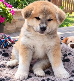 Cuccioli di akita inu/giaponese/