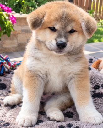 Cuccioli di akita inu/giaponese/