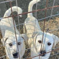 Jerry e Alvin - Labrador