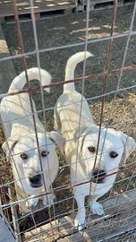 Jerry e Alvin - Labrador