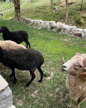 Pecore Ouessant - coppie e singoli