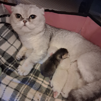Cuccioli Scottish fold e straight