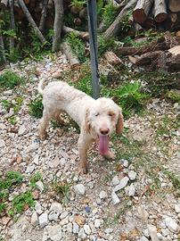Cane Lagotto