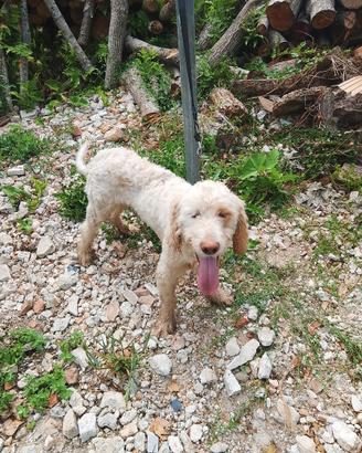Cane Lagotto